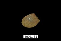 藏品(銀錦蛤)的圖片